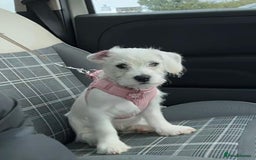Cavachon dogs for sale: 3 Month Cavachon Girl - Image 3