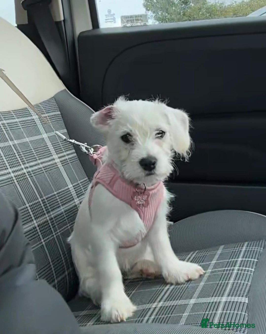 Cavachon dogs for sale: 3 Month Cavachon Girl - Image 3
