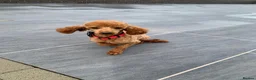 Cockapoo dogs for sale: 6 beautiful cockerpoo puppies  - Advert 2