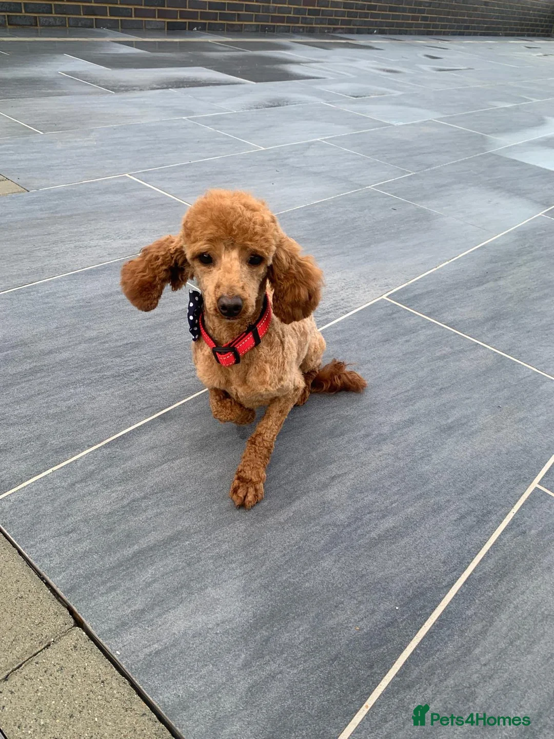 Cockapoo dogs for sale: 6 beautiful cockerpoo puppies  - Advert 2
