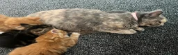 Mixed Breed cats for sale: 6 kittens for sale  - Advert 2
