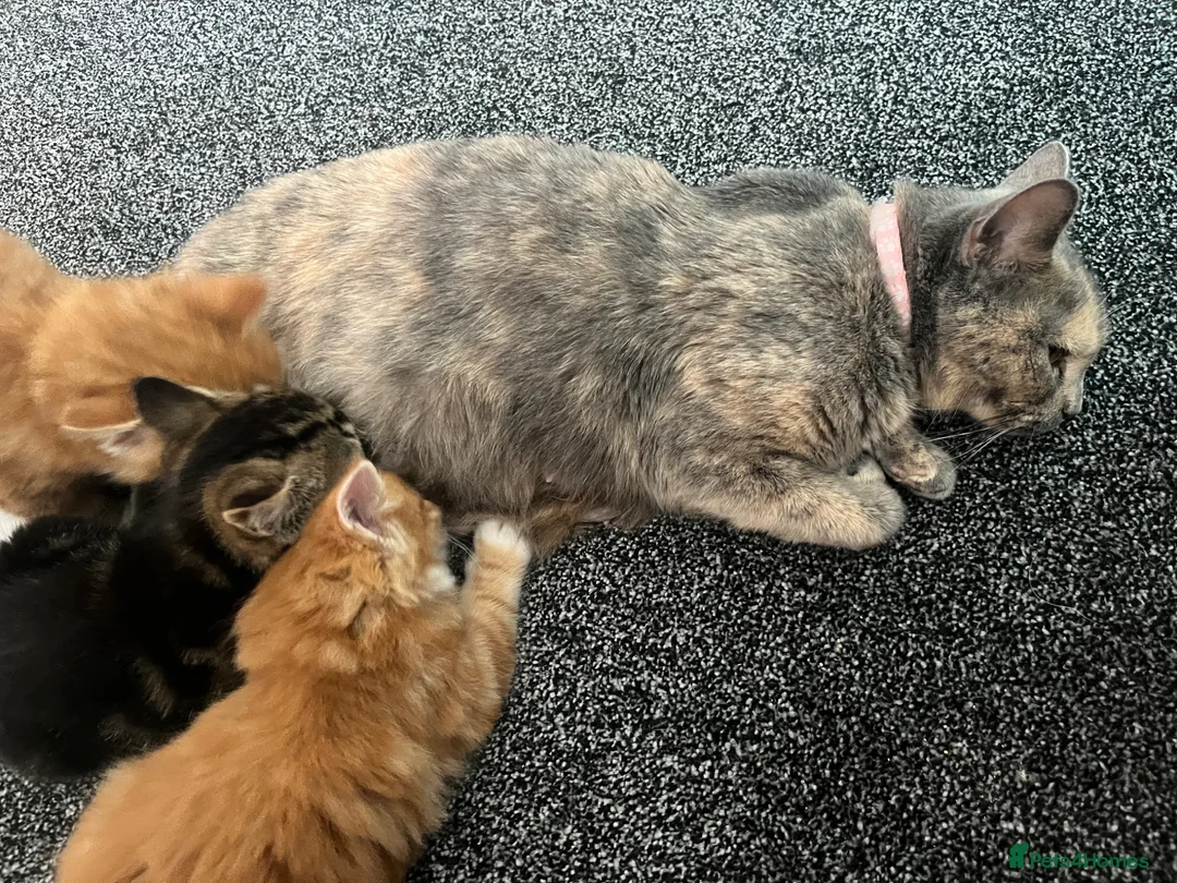 Mixed Breed cats for sale: 6 kittens for sale  - Advert 2