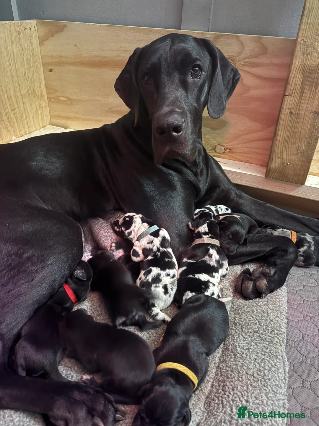 Great Dane dogs for sale: *** Only 3 remaining *** Great Dane puppies - Advert 10