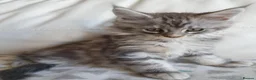 Maine Coon cats for sale: TICA REGISTERED GORGEOUS MAINE COONKITTENS - Advert 19