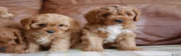 Cavapoo dogs for sale: Quality Health Tested F1 Toy Cavapoo Puppies - Advert 8