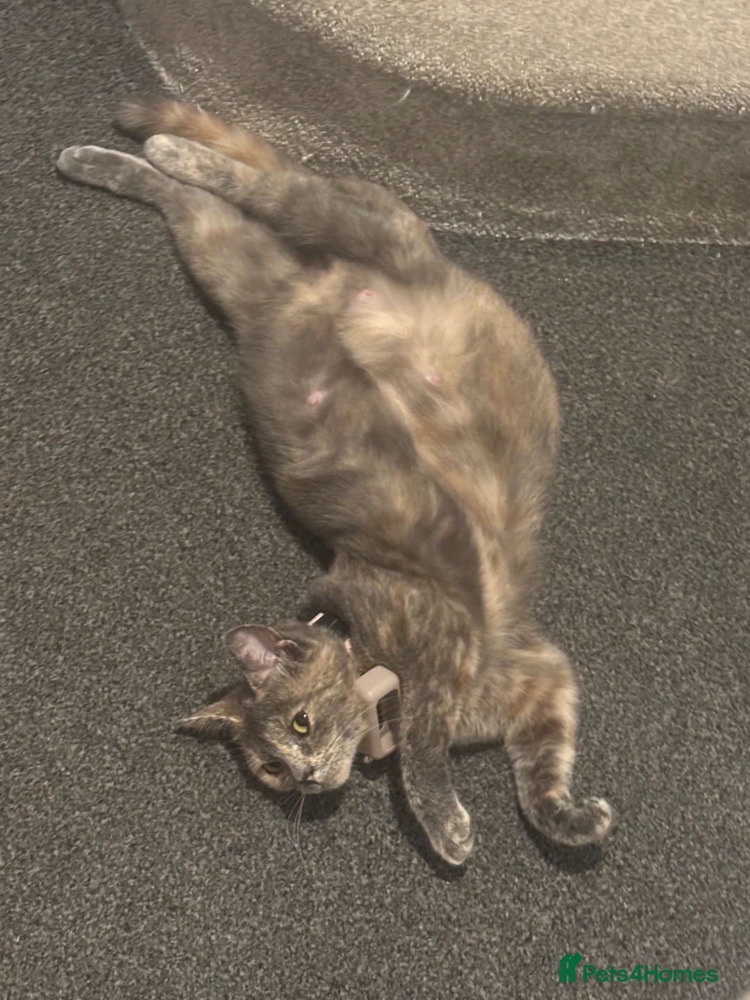 Mixed Breed cats for sale: Bsh cross mixed breed kittens  ready 17august  - Advert 1