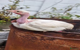 Chickens poultry for sale: Transylvanian Naked Neck Chicks - Image 1