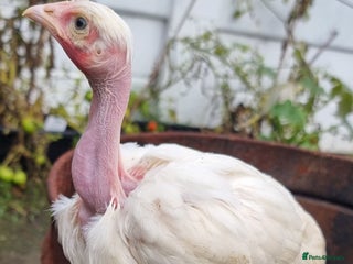 Chickens poultry - Advert 1