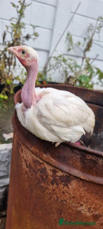 Chickens poultry - Advert 14