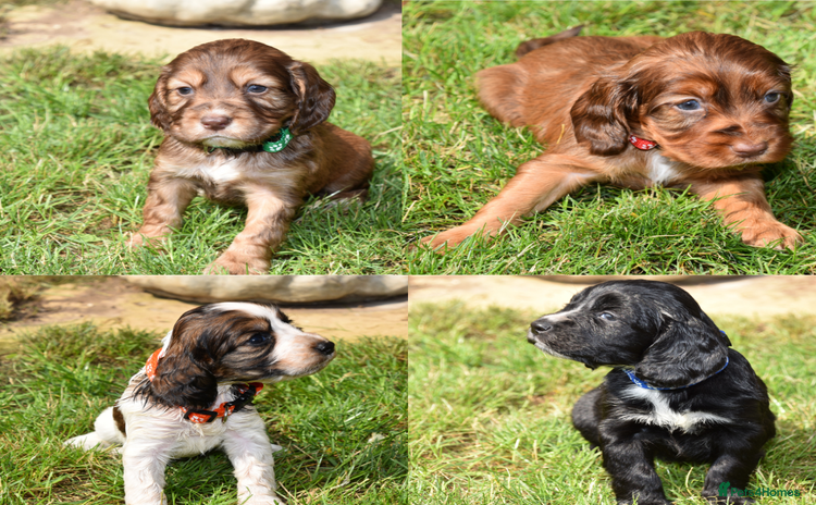Cocker Spaniel dogs - Advert 8