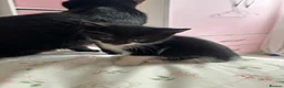 Mixed Breed cats for sale: 5 black and white kittens  in Leeds - Advert 4