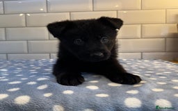 German Shepherd dogs for sale: KC Registered German Shepard Babies 🐾🐾🐾 - Image 17