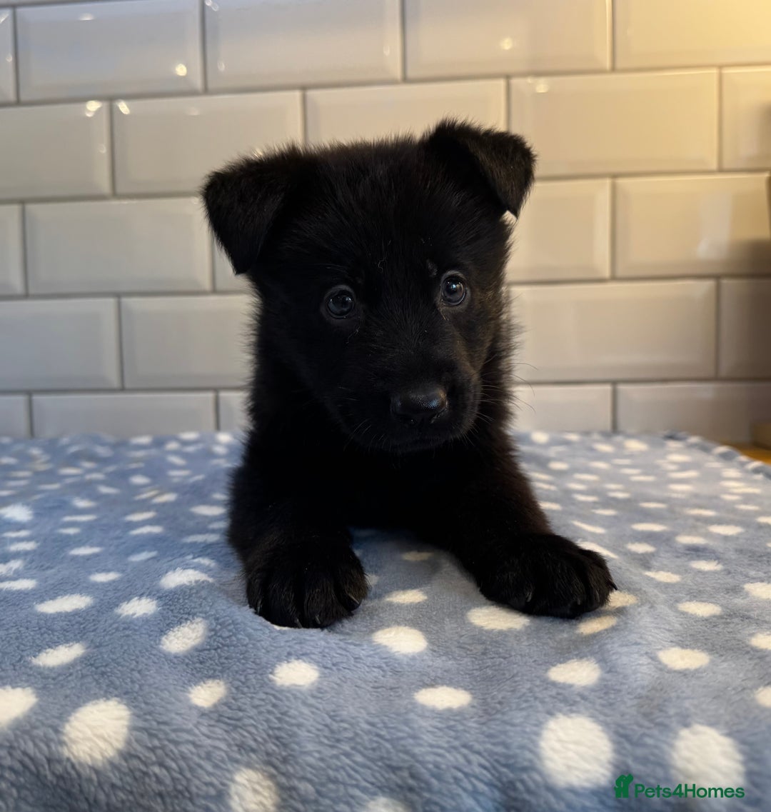 German Shepherd dogs for sale: KC Registered German Shepard Babies 🐾🐾🐾 - Image 17