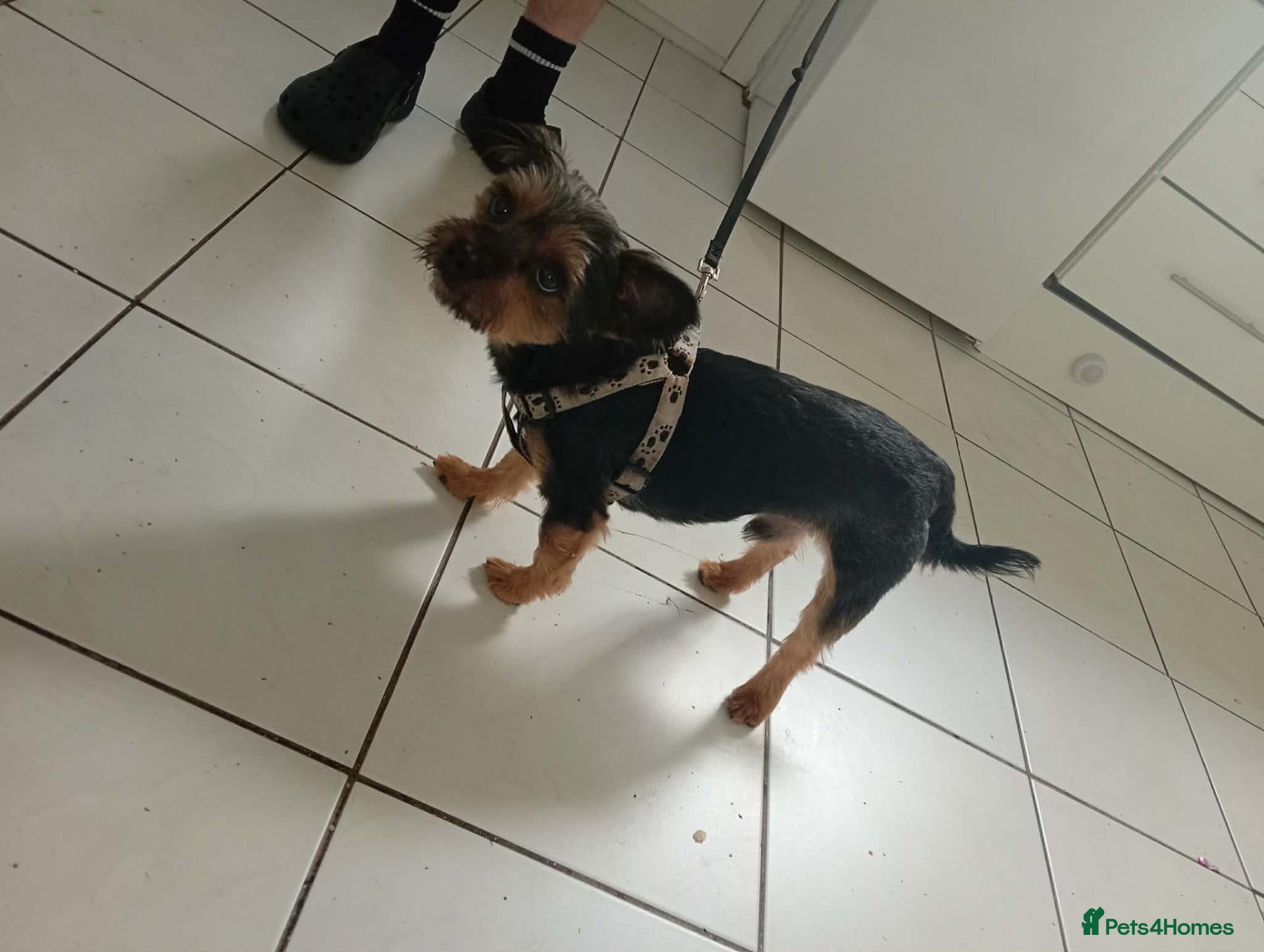 Yorkshire Terrier dogs Yorkshire terrier boy  - Advert 8