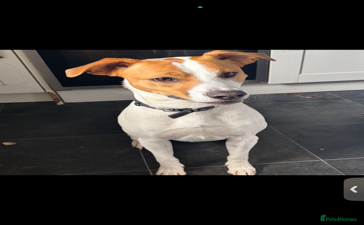 Mixed Breed dogs - Advert 12