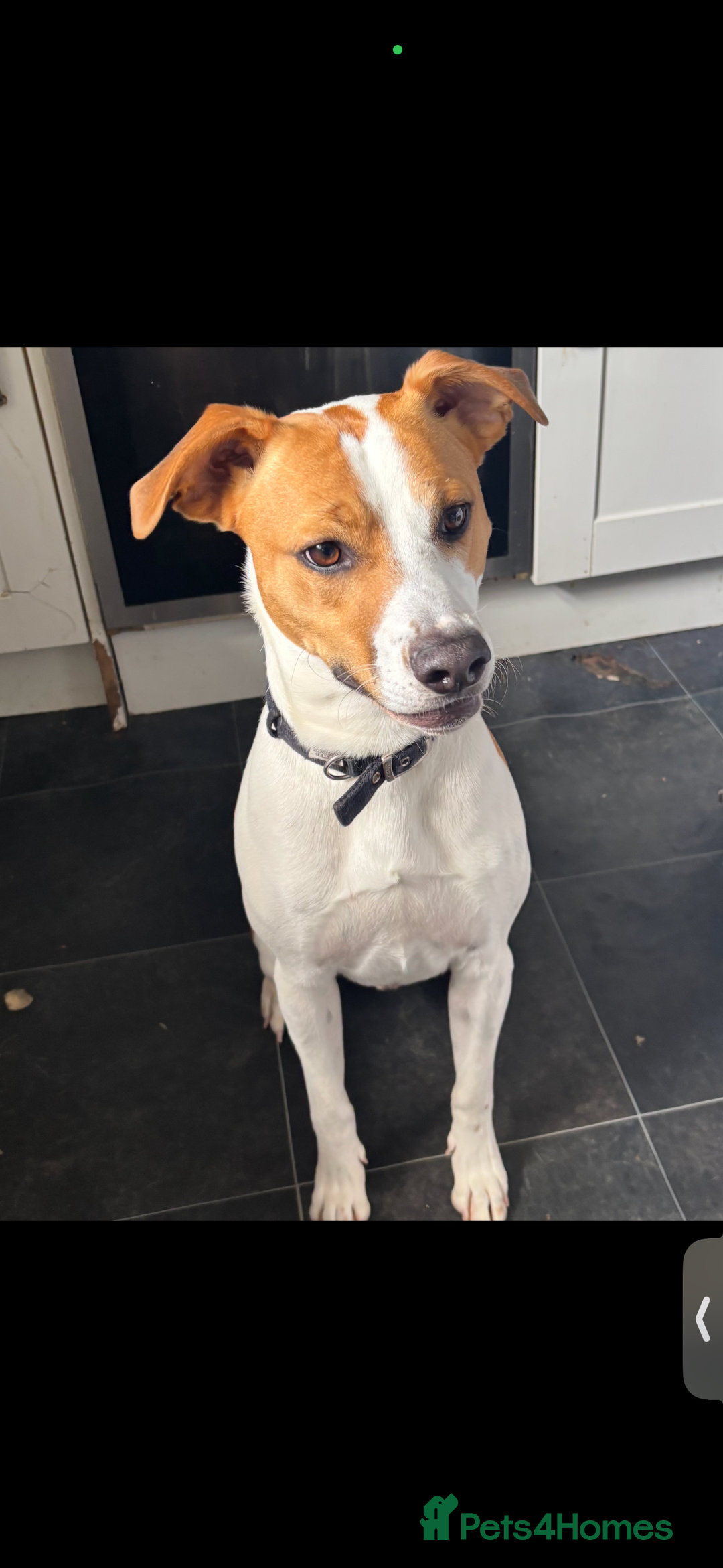 Mixed Breed dogs for sale: Blakey and bear - Image 1