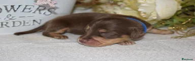 Miniature Dachshund Puppy 2