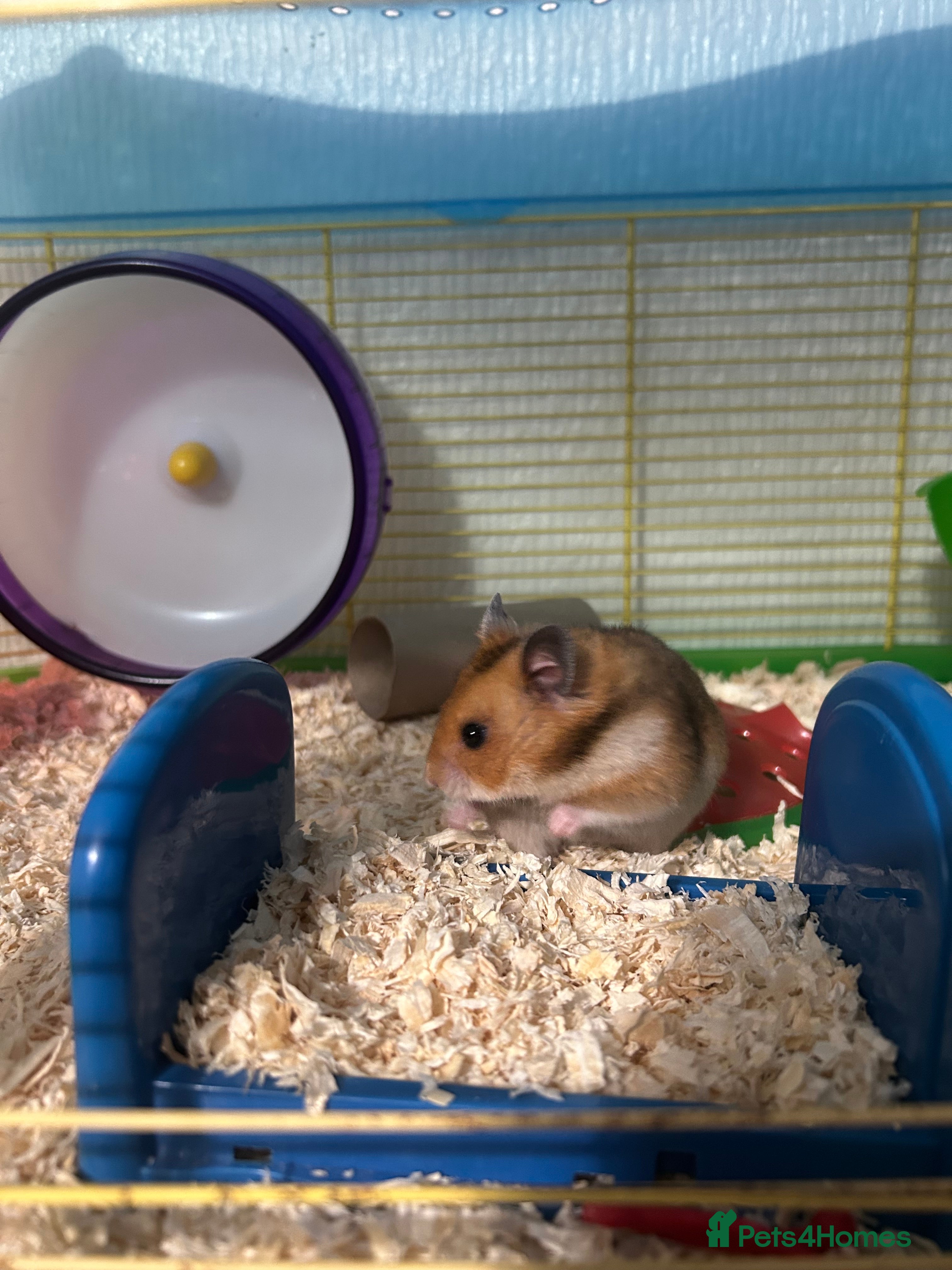 Hamster rodents Female Syrian Hamster - Advert 1