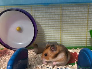 Hamster rodents Female Syrian Hamster - Advert 1