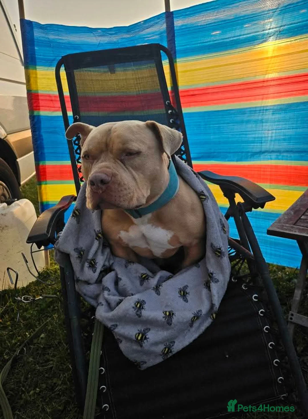 American Bully dogs for sale: Bonded pair of bullies - Advert 4