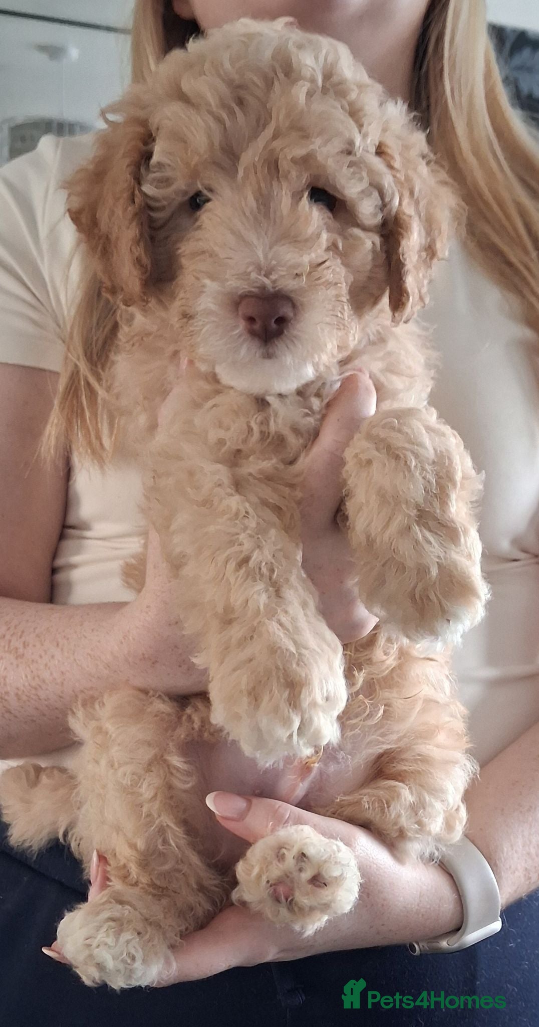 Poochon dogs Poochon Puppies (both parents health tested) - Advert 2
