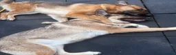German Shepherd dogs for sale: 12 week old German shepherd puppies in Crook - Advert 21