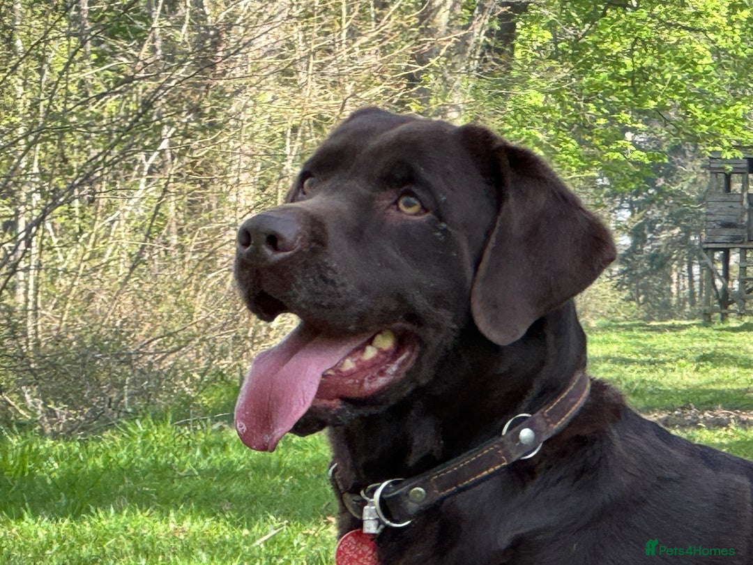Labrador Retriever dogs for stud: Proven KC Reg Labrador health tested stud in Olney - Image 1