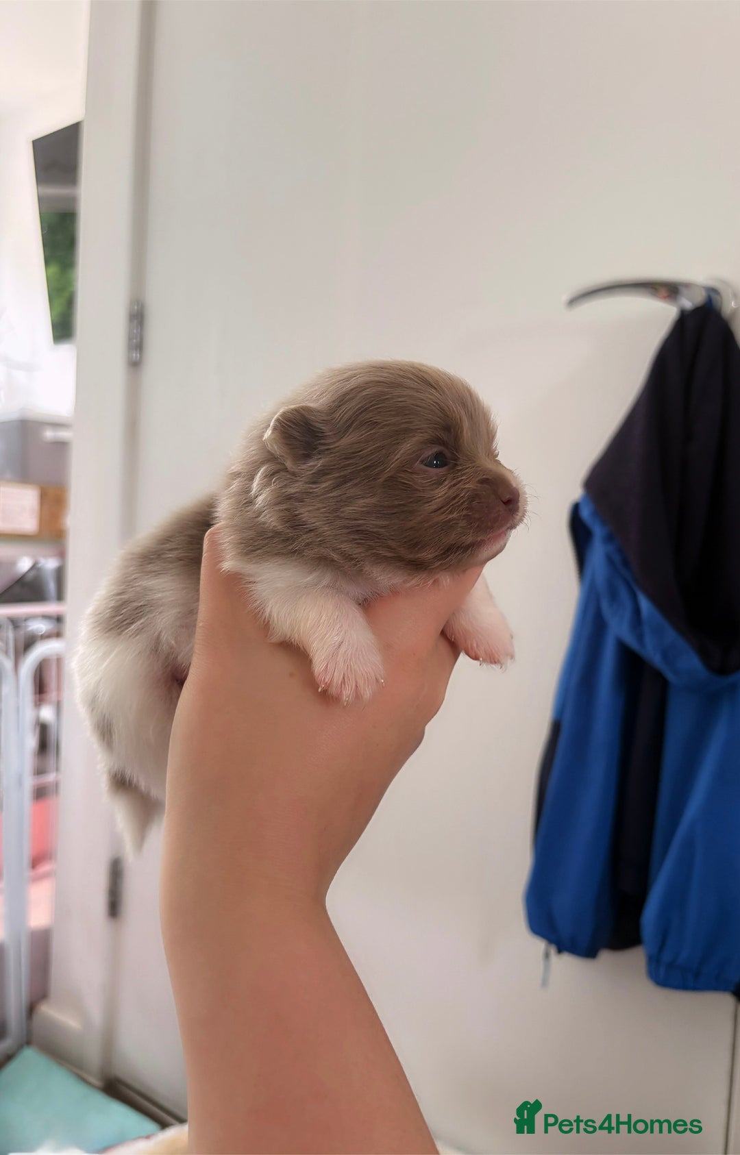 Pomeranian dogs for sale: ✨NEW LOWERED PRICE✨ Pomeranian puppies 🐶  - Image 16