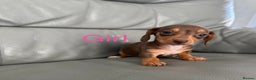 Miniature Dachshund dogs for sale: Miniature dachshund  - Advert 4