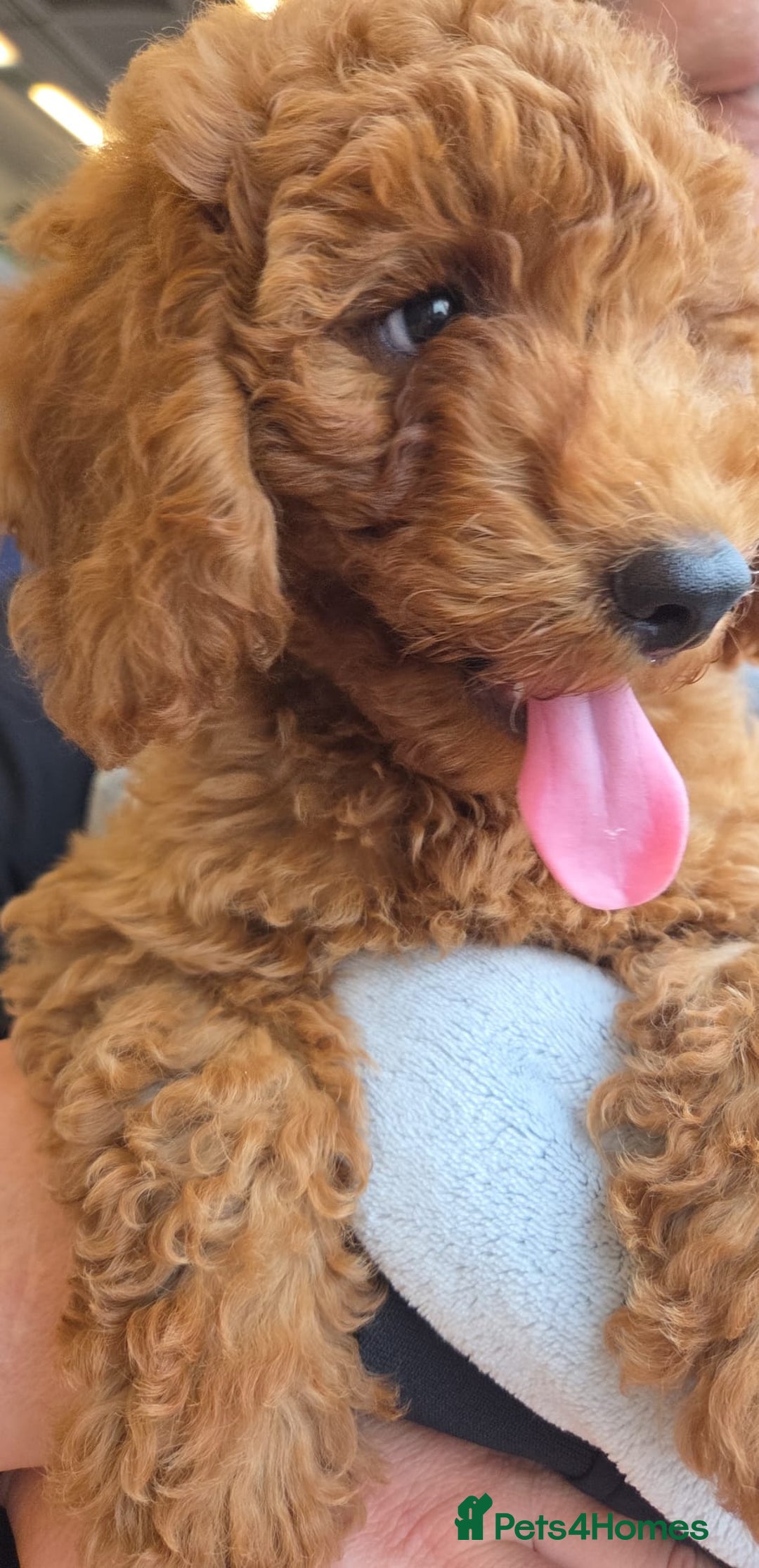 Cockapoo dogs for sale: F1b fox red Fully vaccinated Male - Image 5