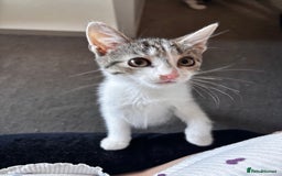 American Shorthair cats for sale: American short hair tabby kittens - Image 14