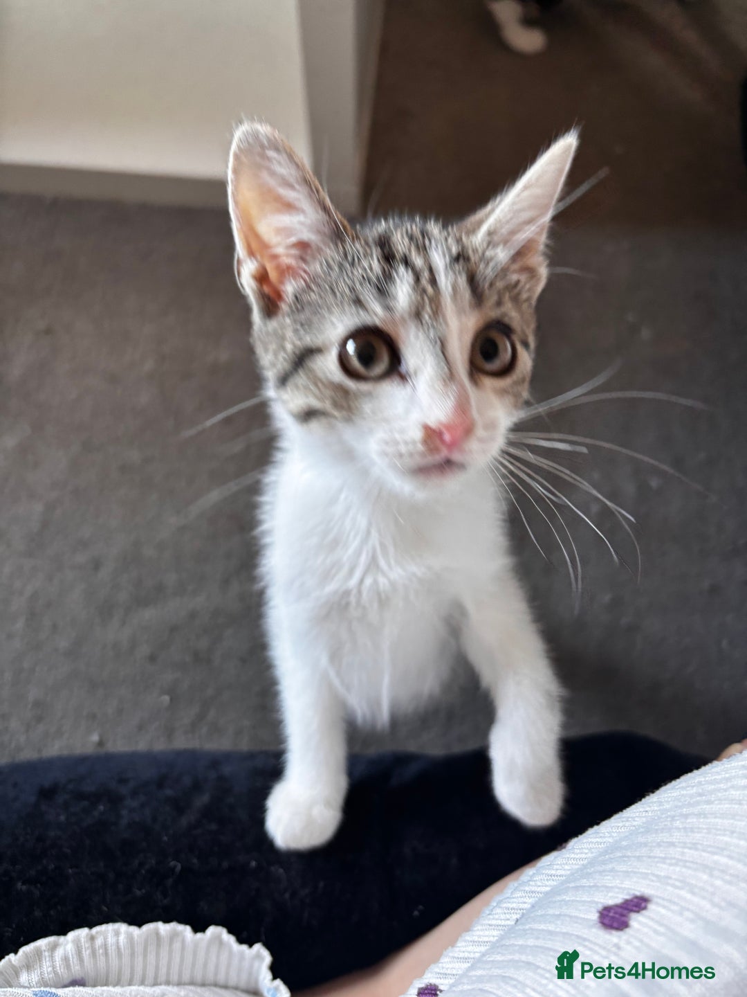 American Shorthair cats for sale: American short hair tabby kittens - Image 14