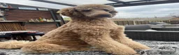 Standard Poodle dogs for stud: Standard Poodle for Stud - Advert 2
