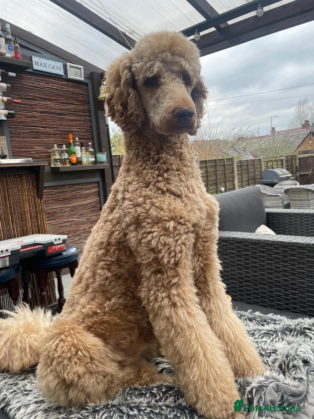 Standard Poodle dogs for stud: Standard Poodle for Stud - Advert 2