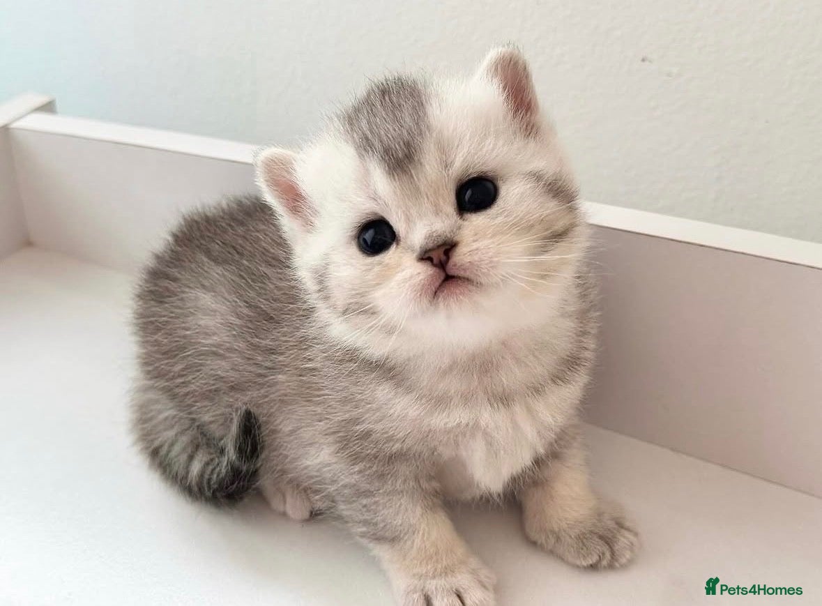 British Shorthair cats Beautiful silver shaded British shorthair kittens - Advert 1