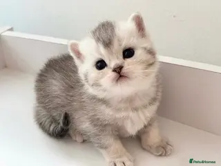 British Shorthair cats Beautiful silver shaded British shorthair kittens - Advert 5