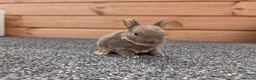 Rex rabbits for sale: Cute litter of Mini Rex baby bunnies - Advert 3