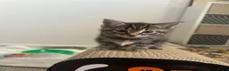 Ragdoll cats for sale: Beautiful Ragdoll Mix Kittens –  Litter Ready Soon in Nottingham - Advert 15