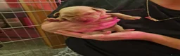 Labrador Retriever dogs for sale: Fox Red labrador retriever puppies for sale  in Basildon - Advert 3