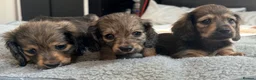 Miniature Dachshund dogs for sale: Shaded cream long hair amazing dachshunds puppies - Advert 16