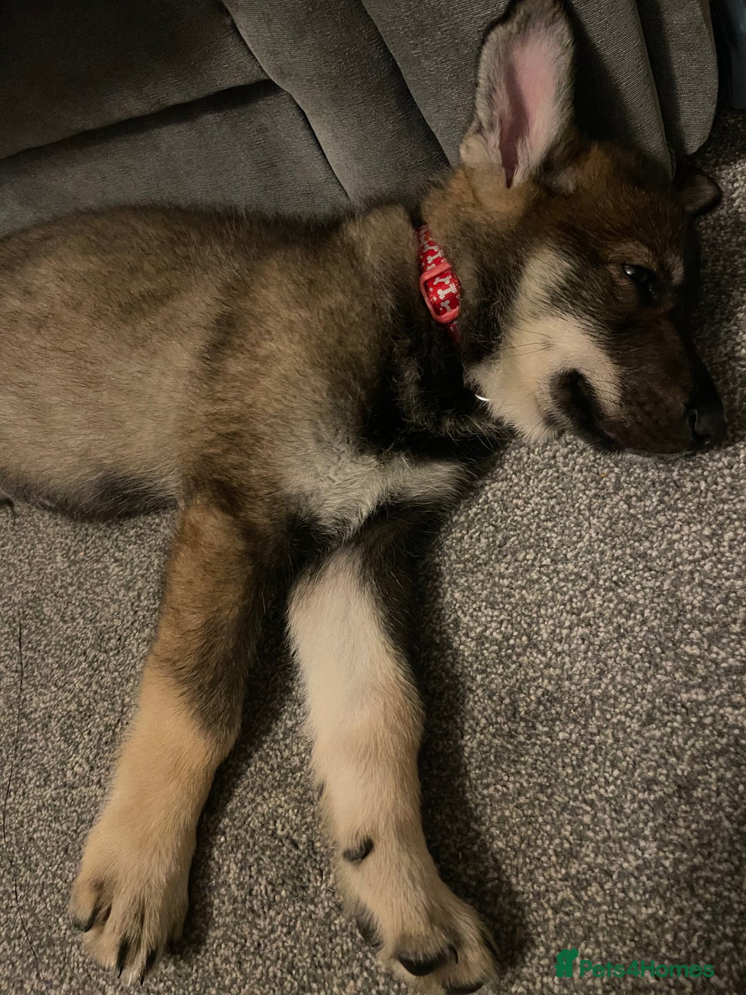German Shepherd dogs for sale: Male German shepherd puppy ready now - Image 12