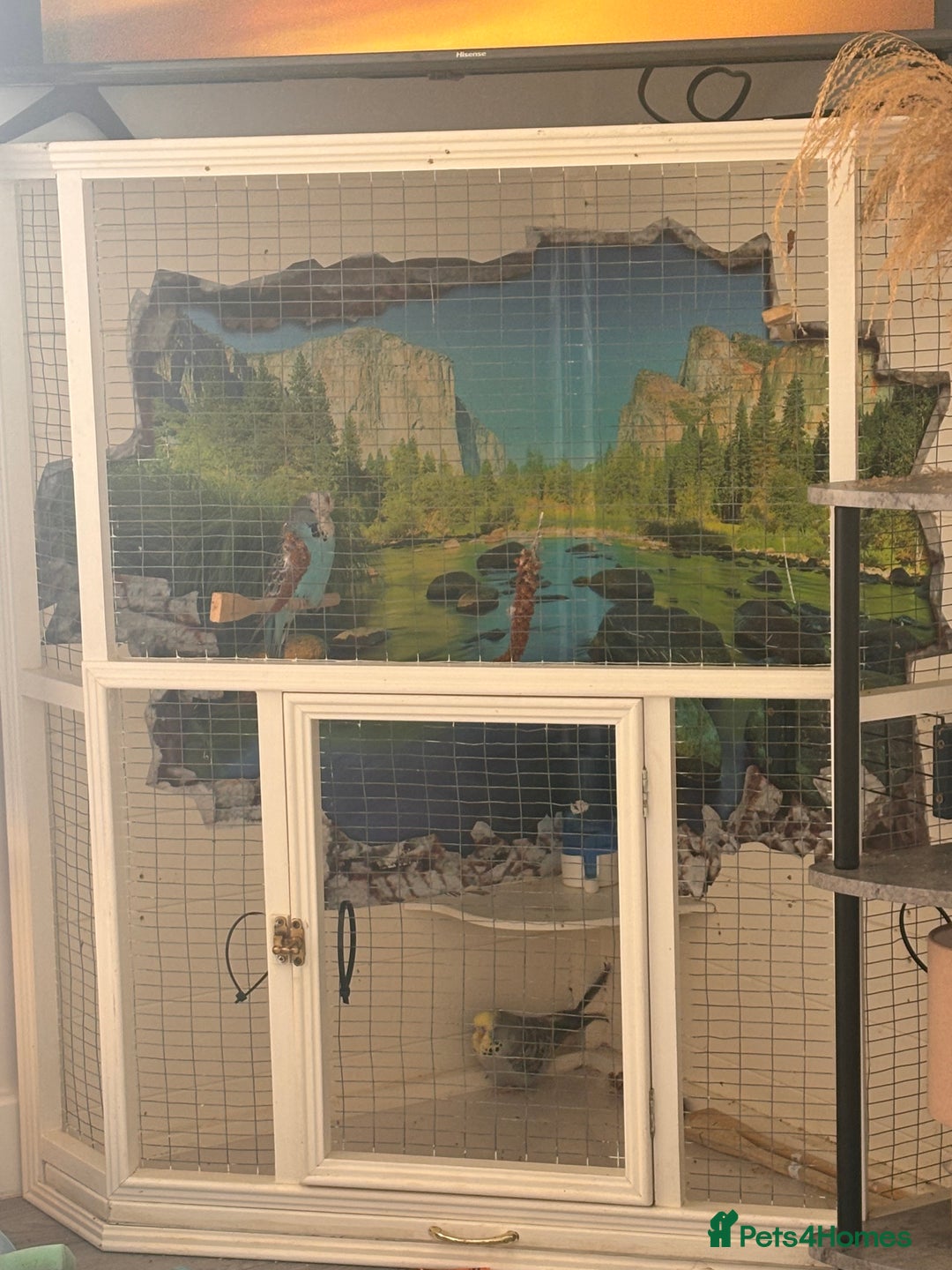 Budgerigars birds for sale: Pair of Budgies and Wooden Cage - Advert 2