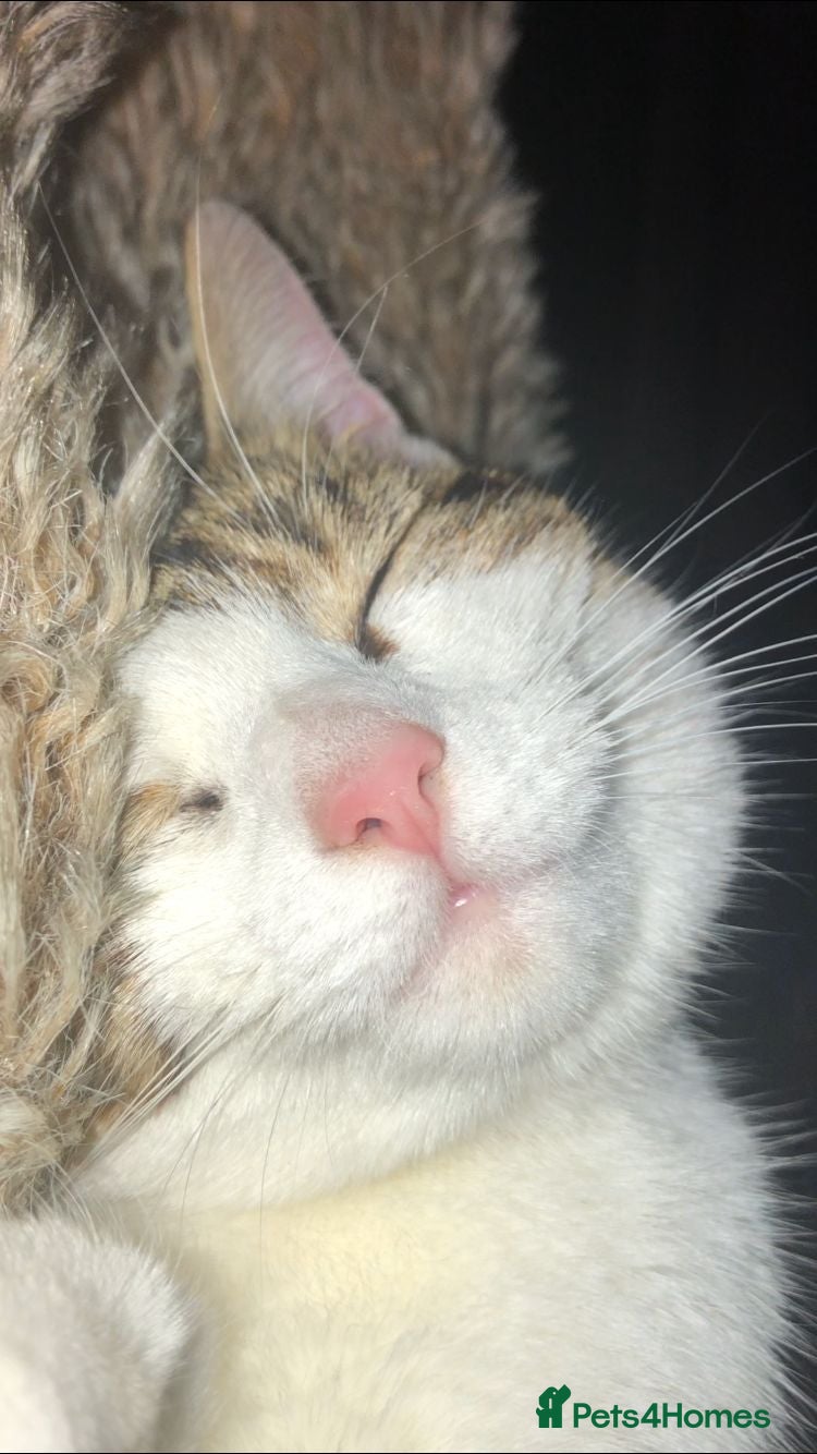 Domestic Shorthair cats Maisie the cat - Advert 1