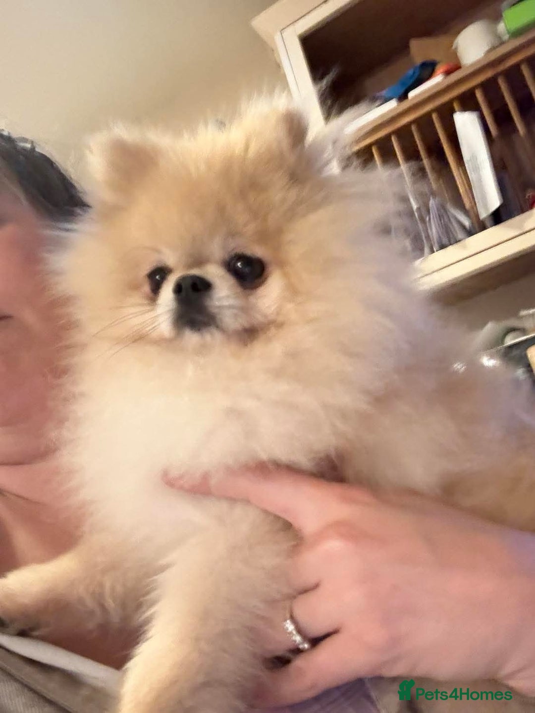 Pomeranian dogs for sale: 2 beautiful Pomeranian puppies - Advert 6