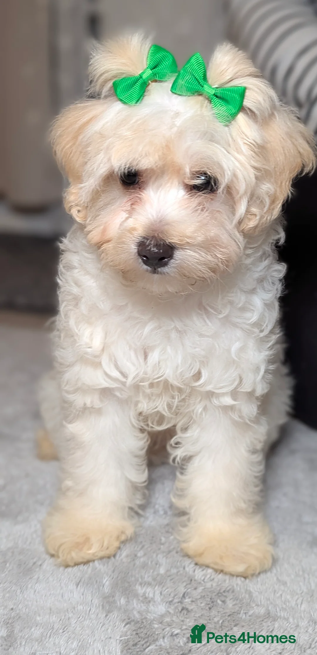 Maltipoo dogs for sale: Olivia M - Advert 6