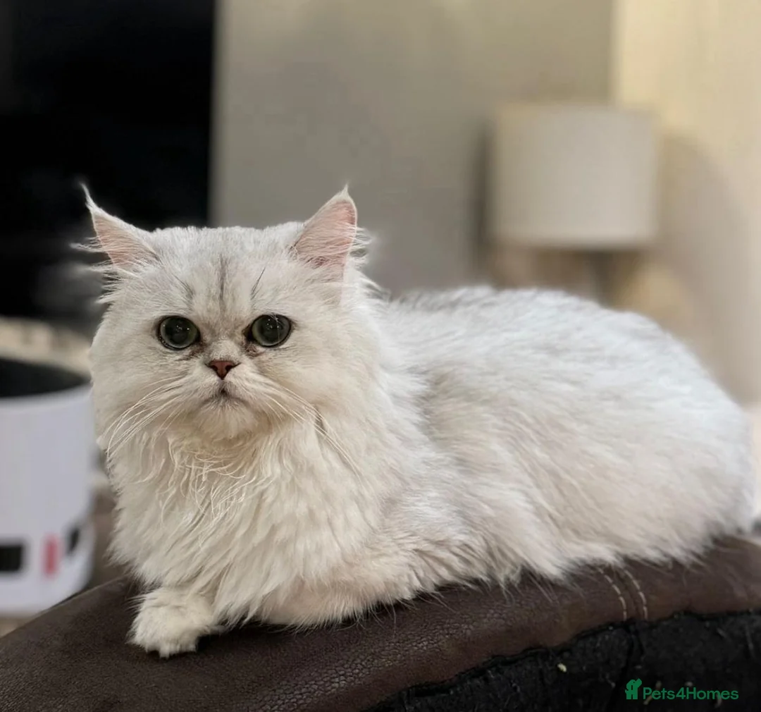 Persian cats for sale: Persian Kitten For Sale in Wembley - Advert 2