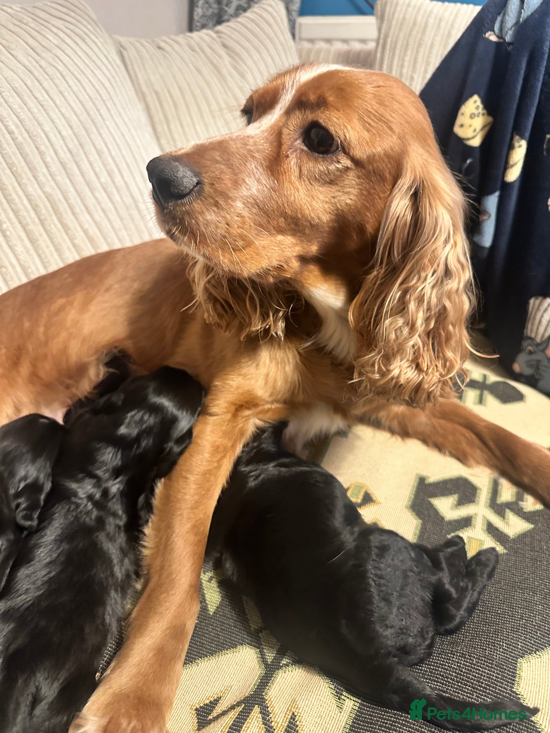 Cocker Spaniel dogs for sale: Superb Working Cocker Spaniel puppies - Advert 6