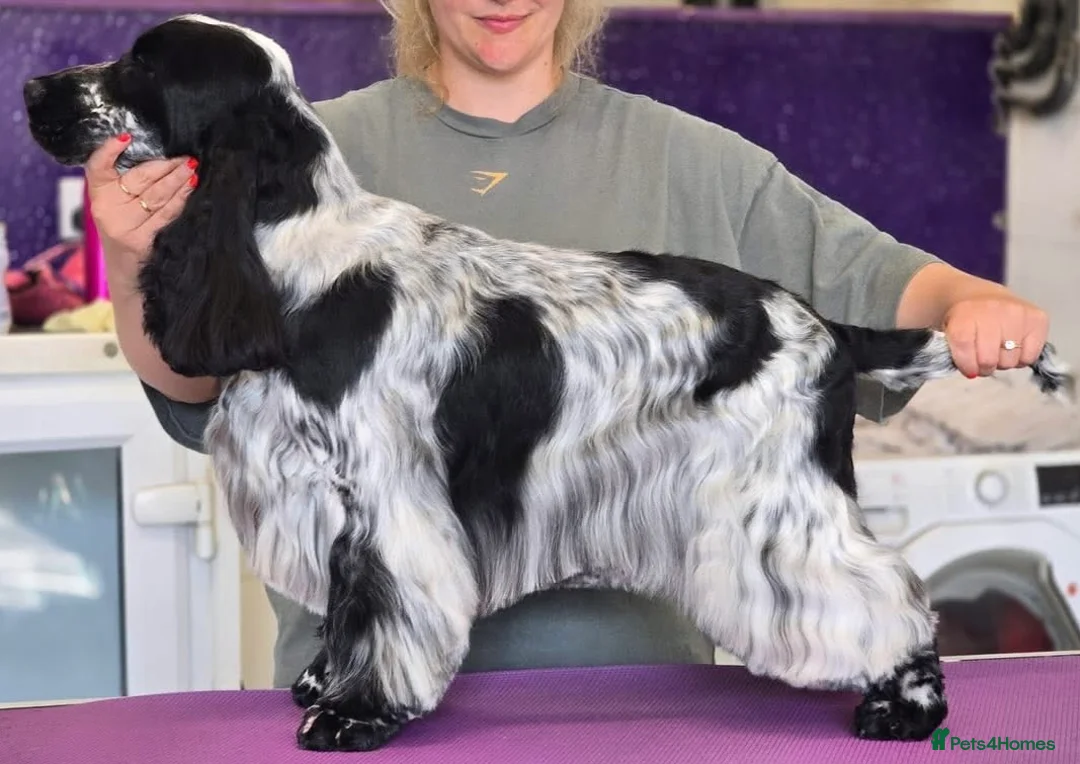 Cocker Spaniel dogs for stud: KC Registered SHOW Cocker spaniel For STUD in Barnetby - Advert 1