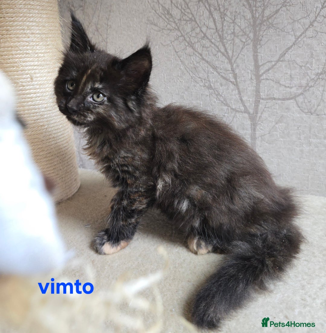Maine Coon cats for sale: Maine Coon Kittens Tortie/Torbie Russian lines - Image 18