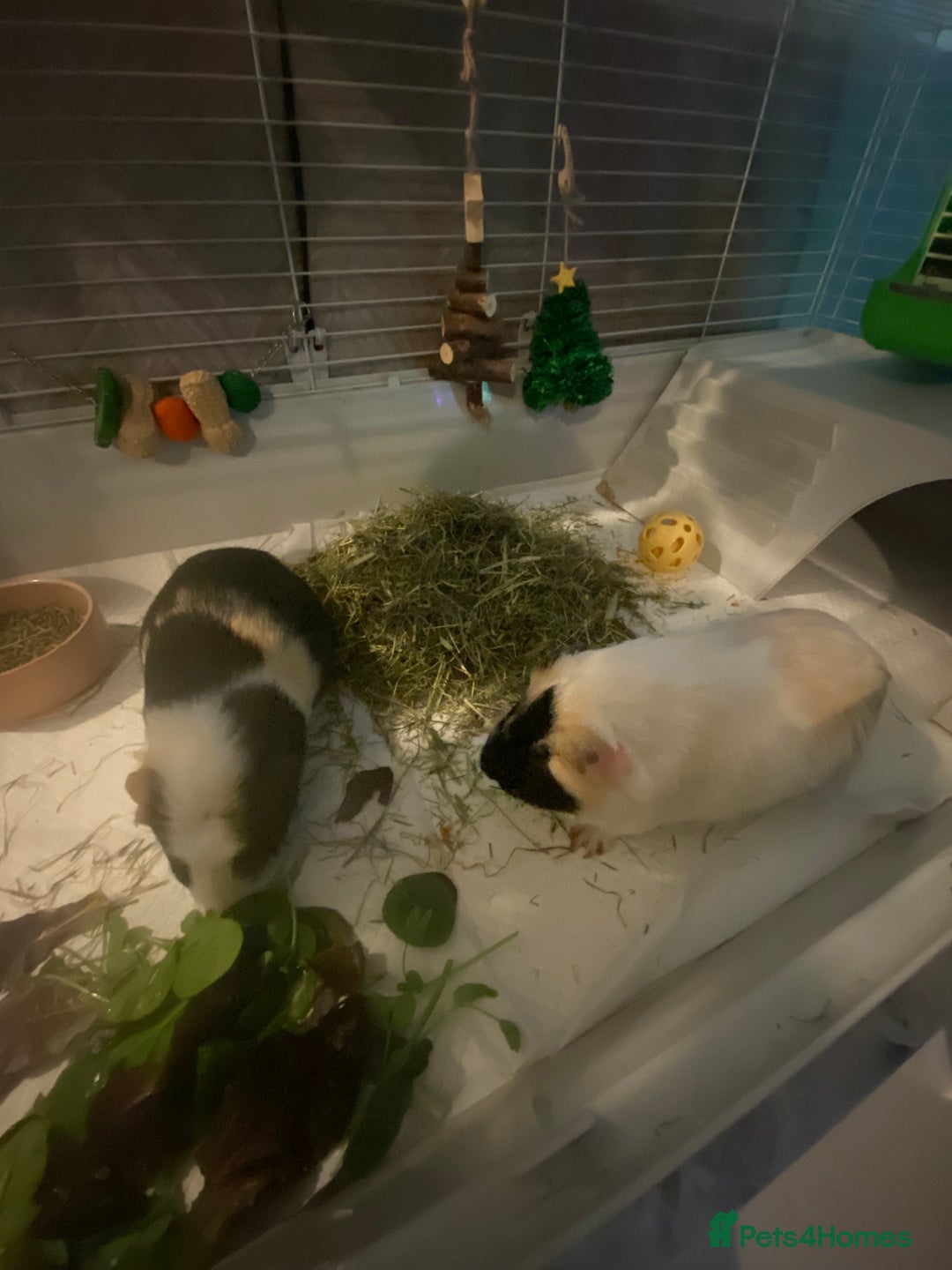Guinea Pig rodents for sale: Friendly Guinea pigs with cage  - Advert 5